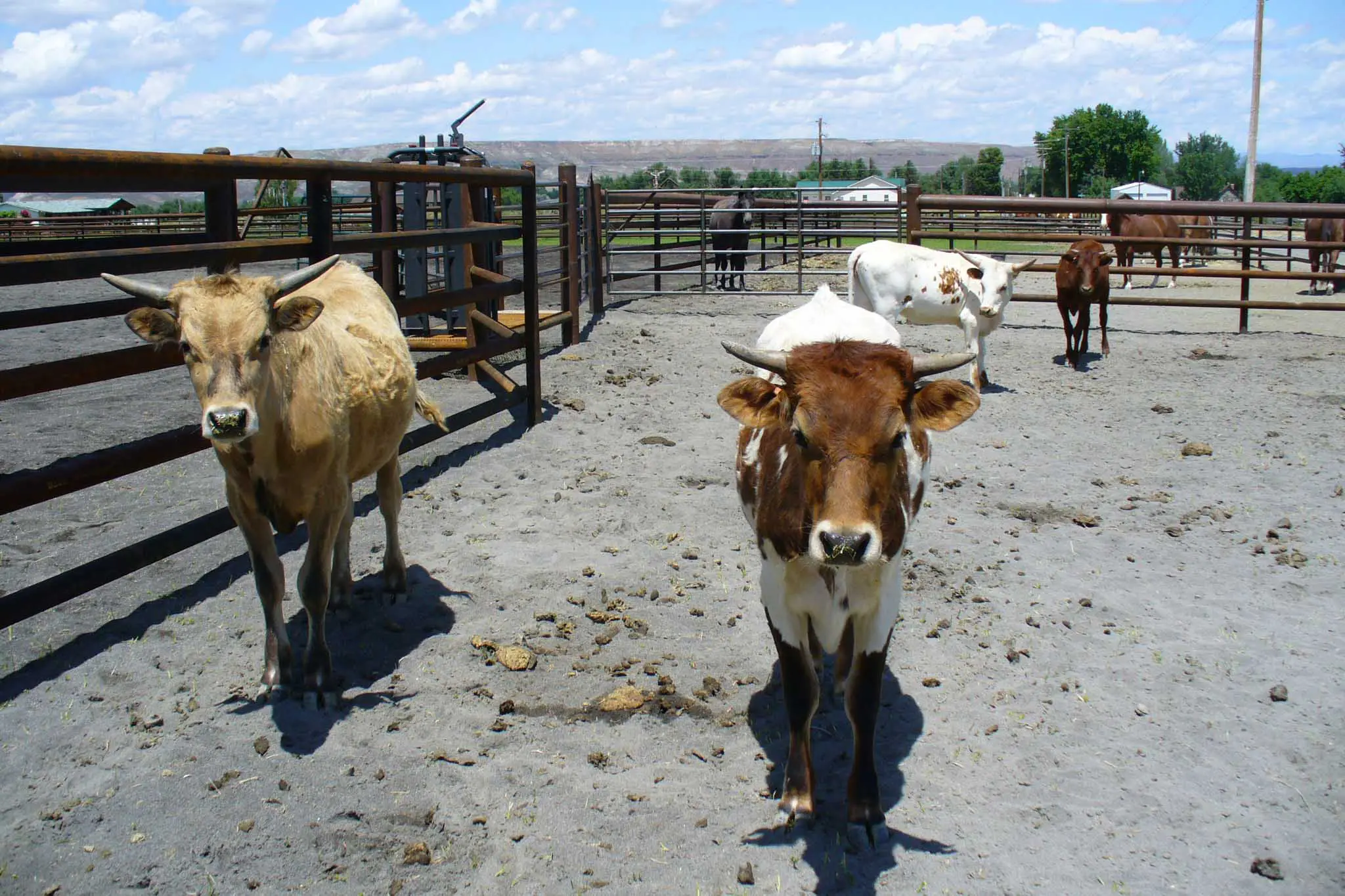 quality Cattle Fence Panels
