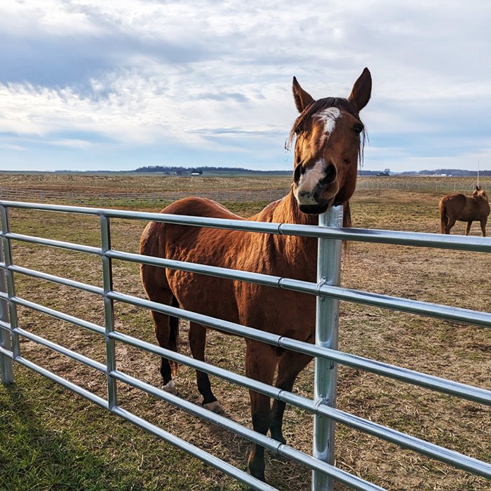 Rodeo Arena Panels